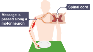 The message is then passed along a motor neuron.