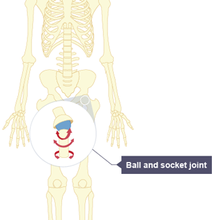 Diagram of ball and socket joint in the hip