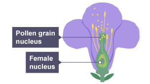 The pollen grain travels down the pollen tube to fertilise the female nucleus of the ovule.