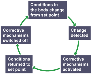 Conditions in the body change from set point, the change is detected and corrective mechanisms are activated. Conditions then return to set point and corrective mechanisms are switched off.