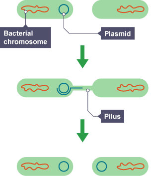 Horizontal gene tranfer in prokaryotes