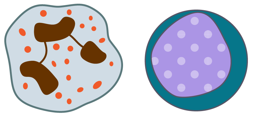 Diagram of the 2 types of white blood cell - phagocyte and lymphocyte