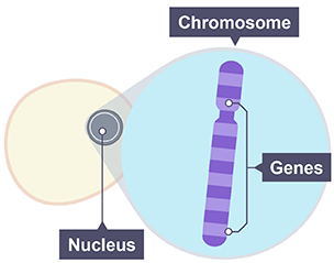 Chromosomes