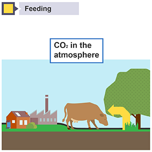 Carbon cycle feeding