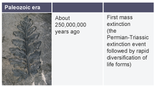 About 250,000,000 years ago: first mass extinction - the Permian-Triassic extinction event followed by rapid diversification of life forms.