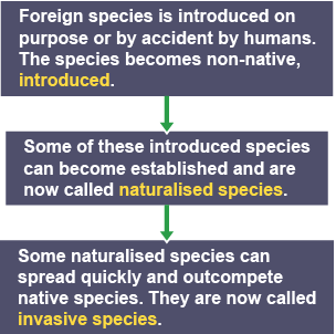 Foreign species introduced on purpose (non-native). Non-native species can become established (naturalised species).  Naturalised species can spread and outcompete native species (invasive species).