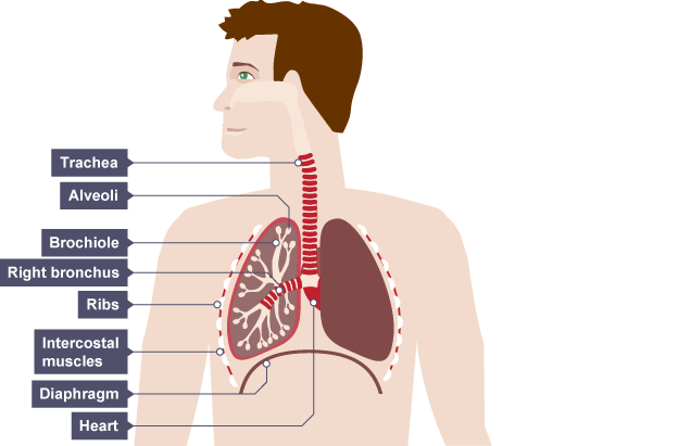 Image result for biology human respiratory system