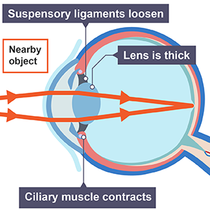 suspensory ligaments of the eye