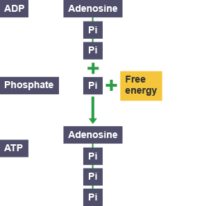 Adding energy to adenosine plus two phosphate groups creates ATP.