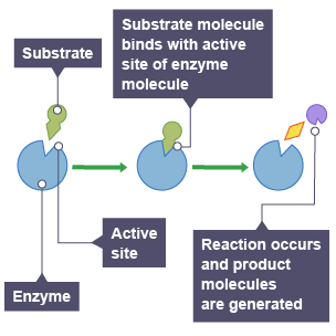 Diagram showing a substrate molecule biding with the active site of an enzyme molecule