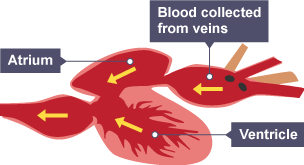 Fish heart with one atrium and one ventricle.