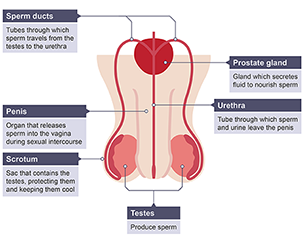 BODY_SYSTEMS_REPRODUCTIVE_MALE