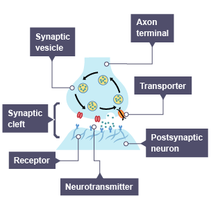 Diagram showing a human synapse