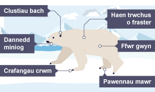 Diagram i ddangos pam fod eirth gwyn yn ymdopi'n dda mewn hinsawdd oer.