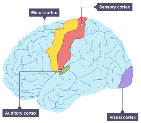 sensory and motor cortex