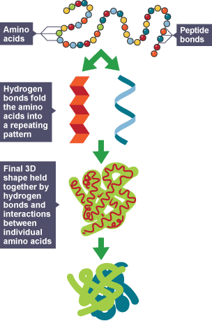 Protein structure