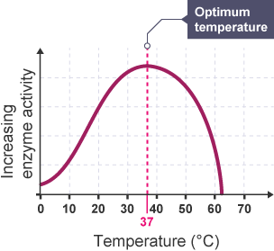 Graph of enzyme activity against temperature in degrees celsius. Activity gradually increases with temperature, peaking at 37 degrees (the optimum) before falling sharply off.