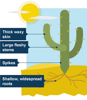 Diagram showing key parts of a cactus