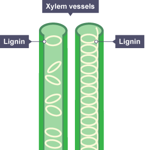 Xylem Vessel