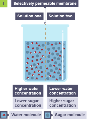 osmosis diagram gcse