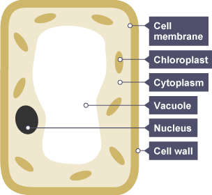 BBC Bitesize - KS3 Biology - Photosynthesis - Revision 1