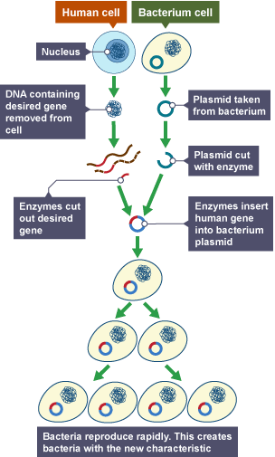 Genetic Engineering Bbc Bitesize