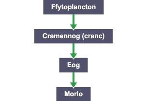 Cadwyn fwyd: Ffytoplancton > Cramennog (canc) > Eog > Morlo.