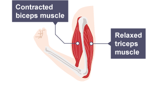 2: Contracting and relaxing of biceps and triceps during flexion