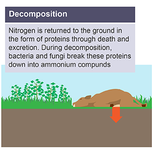 Nitrogen cycle decomposition