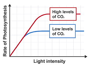 Photosynthesis limiting factor CO2