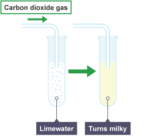 Diagram showing how carbon dioxide reacts with calcium hydroxide to form white calcium carbonate, which is insoluble and so turns the limewater ‘milky’.