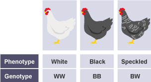 Codominance in chickens. Pheontypes of the three are white, black and speckled. The genotypes are WW, BB, and BW.  