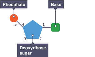 A nucleotide consisting of a deoxyribose sugar, phosphate and base