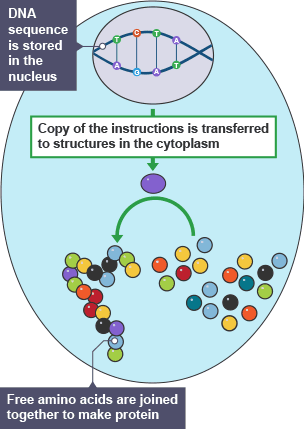 A DNA sequence stored in the nucleus sends instructions to structures in the cytoplasm. Free amino acids are joined together to make protein.