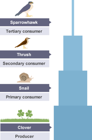 Food pyramid wide at bottom, narrow at top with four tiers. Bottom tier is producer. Third tier is primary consumer. Second tier is secondary consumer. Top tier is tertiary consumer.