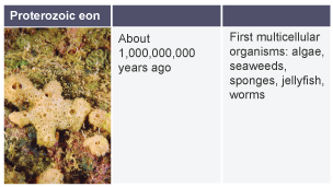 About 1,000,000,000 years ago: first multicellular organisms - algae, seaweeds, sponges, jellyfish and worms.