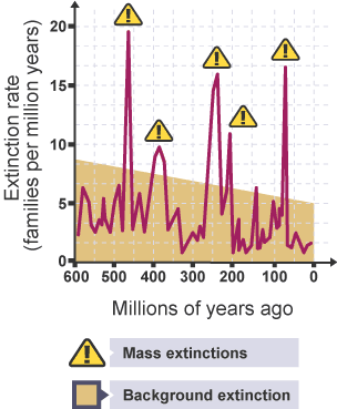 Mass extinction events that have occurred