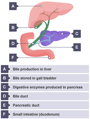 Bile production in liver. Bile stored in gall bladder. Bile duct. Small intestine (duodenum). Hepatic duct. Digestive enzymes produced in pancreas. Pancreatic duct.