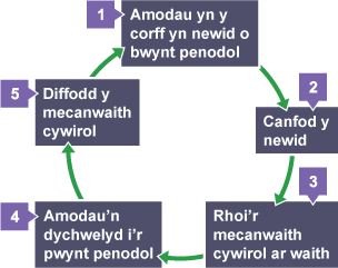 Cyflawni rheolaeth homeostatig â mecanweithiau adborth negatif: os yw lefel rhywbeth yn codi, mae systemau rheoli'n ei ostwng eto, os yw lefel rhywbeth yn gostwng, mae systemau rheoli'n ei godi eto.