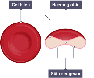 Diagram o ddwy o gelloedd coch y gwaed. Mae un yn olwg cynllun o uwchben, a'r llall yn drawstoriad. Mae Cellbilen, Haemoglobin ac Arwyneb ceugrwm wedi'u labelu.