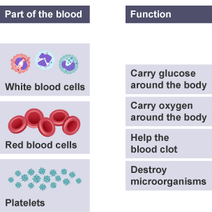 Draw lines from each of the parts of blood images to the correct function