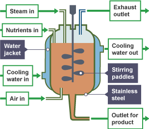 Fermenter diagram: Steam in, Nutrients in, Water jacket, Cooling water in, Air in, Exhaust outlet, Cooling water out, Stirring paddles, Stainless steel, Outlet for product