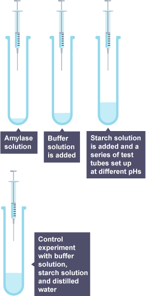 Diagram showing three test tubes containing amylase, buffer and starch solutions.