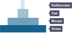 Pyramid of biomass featuring a rattlesnake, owl, mouse and grass