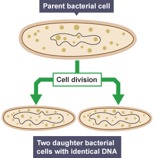 One parent bacterial cell divides into two daughter cells with identical DNA. The combined size of the two daughter cells equals the size of the parent.