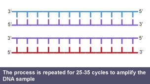 The process is repeated for 25-35 cycles to amplify the DNA sample