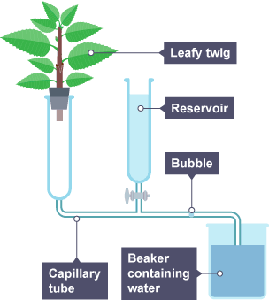 A diagram showing the experimant measuring the rate of water loss from a plant shoot using a potometer