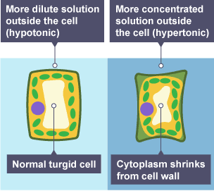 Diagram showing the effects of osmosis in animals