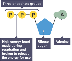 Diagram of a molecule of Adenosine triphosphate. Labelled are the three phosphate groups, the high energy bonds between the phosphate groups, ribose sugar, and adenine.