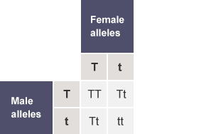 Table with the rows labelled as Male alleles (T,t) and the columns labelled as Female alleles (T,t). The cells of the table contain TT, Tt, Tt and tt